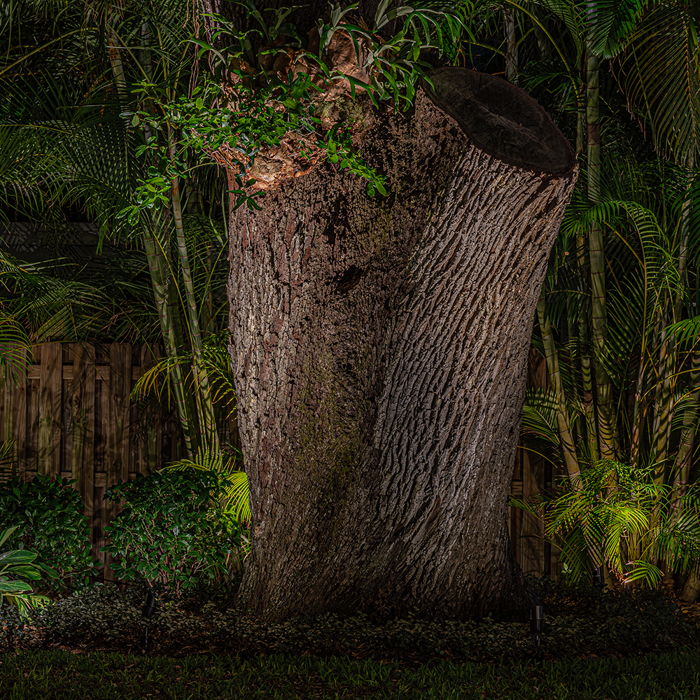 V3 Spotlight uplighting a large tree trunk and surrounding tropical planting