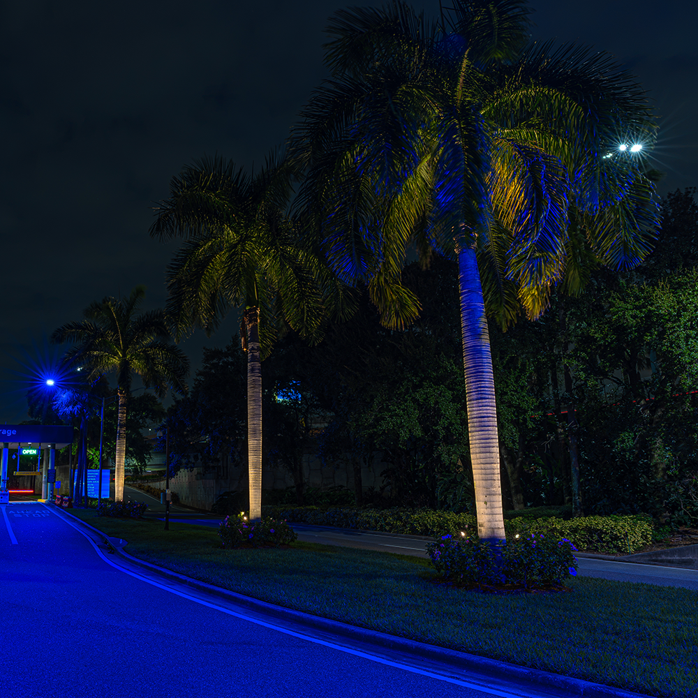Nighttime palm-tree uplighting with warm white trunks and blue accents