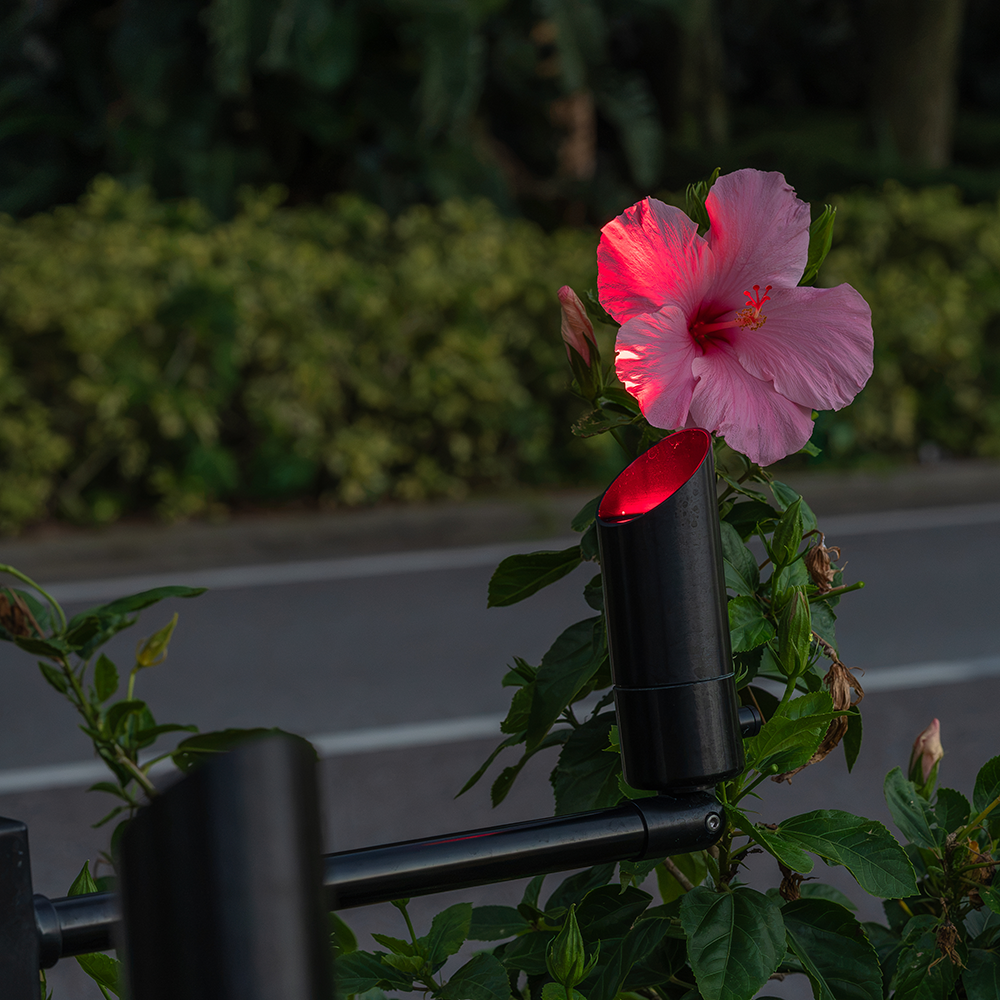 Omega Black Casa Color Spotlight illuminating a hibiscus flower with red light